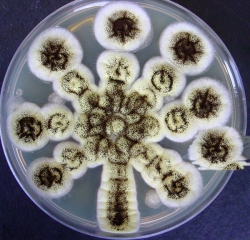 A double-blind comparative study of the safety and efficacy of caspofungin versus micafungin in the treatment of candidiasis and aspergillosis 